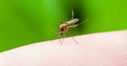 Nowatorski patent na komary. Zaskakujące, co odkryli naukowcy