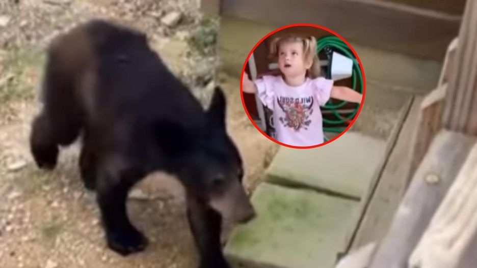 Dziecko od razu podbiegło do niedźwiedzia
