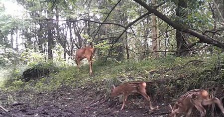 Leśnicy pokazali wyjątkowe nagranie. "To w przyrodzie nie jest codzienność"