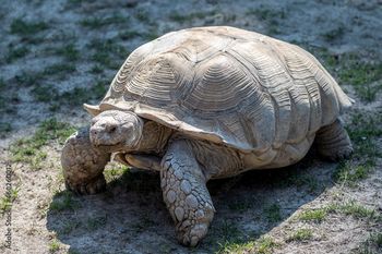 Żółw po gigancie. Żółw uciekinier wrócił po spacerze do właściciela w Lesznie
