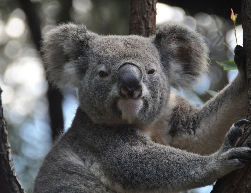 Dagmara Kaźmierska porównuje Conanka do misia koala