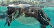ZOO PŁOCK: Pingwiny Peruwiańskie w nowym wybiegu [FOTO]