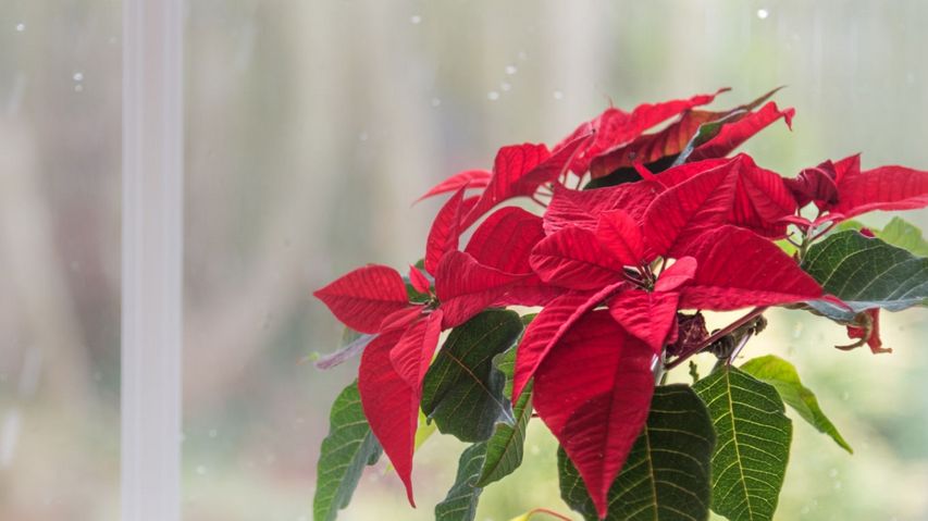 Wilczomlecz nadobny (nazywany również poinsecją lub gwiazdą betlejemską), cieszy się ogromną popularnością w okresie świąt Bożego Narodzenia.