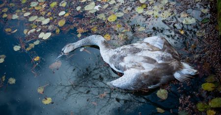 Warszawa. Martwy łabędź na Białołęce. Potwierdziły się najgorsze obawy