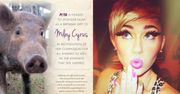 Miley dostała na urodziny... ŚWINIĘ! (FOTO)