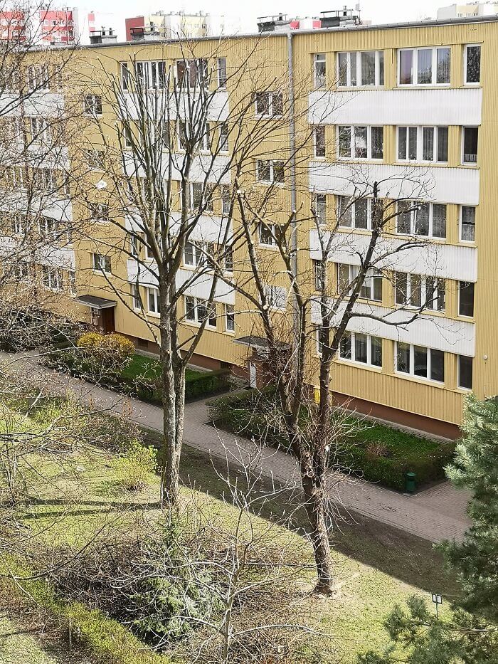 Nielegalna przycinka drzew przy ul. Kuronia