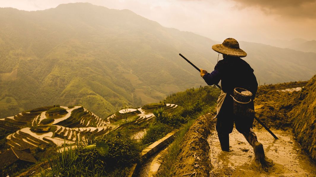 Fotograf nauczył się języka chińskiego, aby fotografować... ryż 1