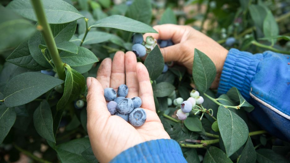 Problemy ukraińskich plantatorów