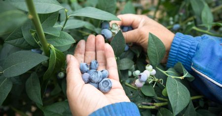 Ukraińcy nie chcą pracować przy zbiorach. Plantatorzy rozkładają ręce