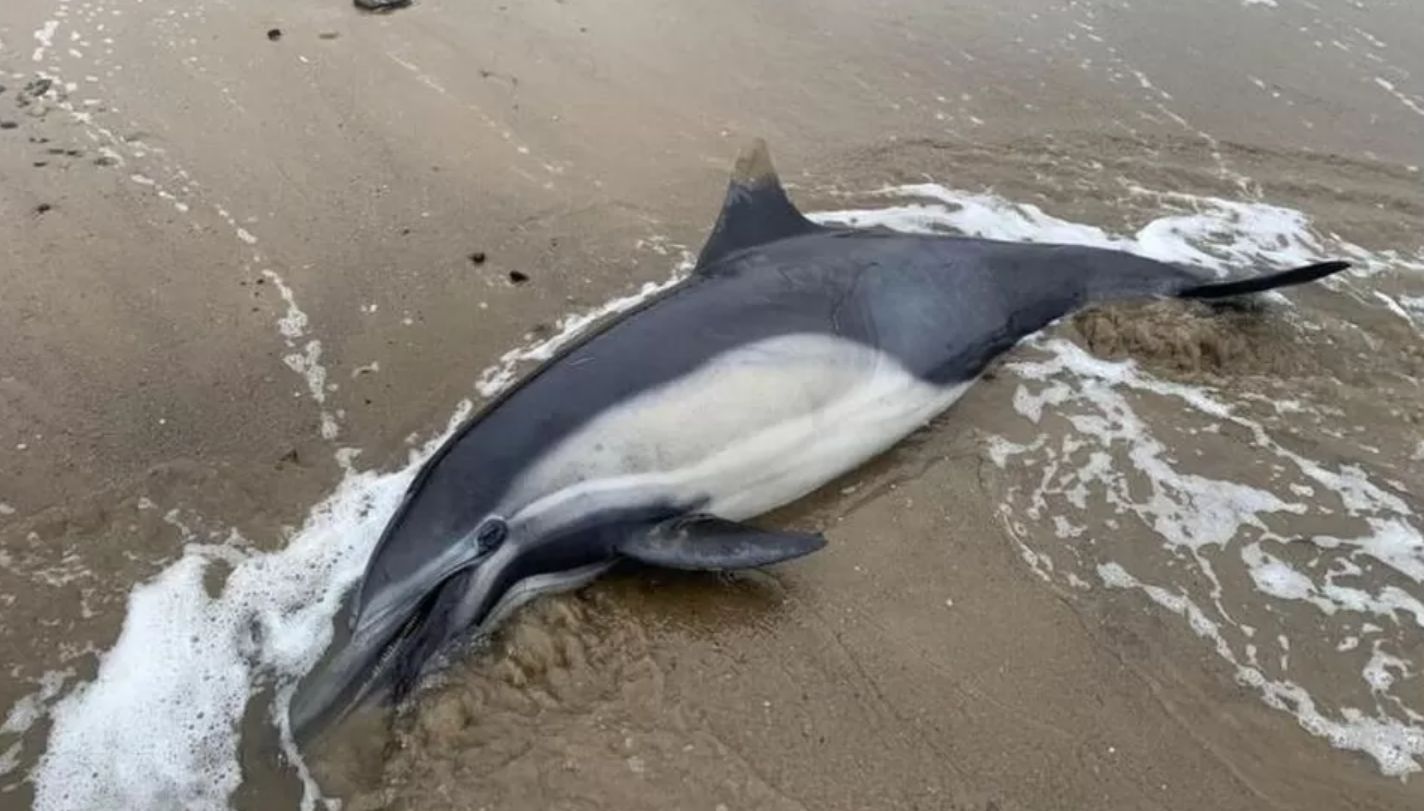 Setki delfinów i lwów morskich umierają w męczarniach. Jest jeden "winny"