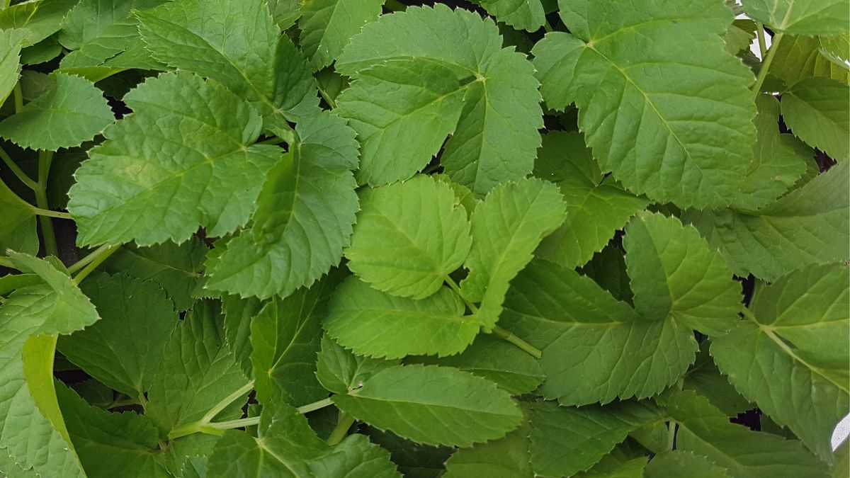 Podagrycznik - istne cudo, które wiele osób uważa za chwast