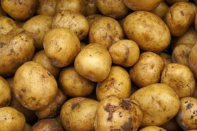 Zielone ziemniaki są toksyczne. Nie jedz ich