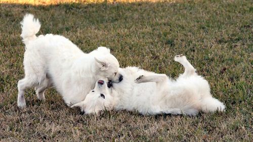 Furminator, trymer, szczotka - czym czesać psa? 1