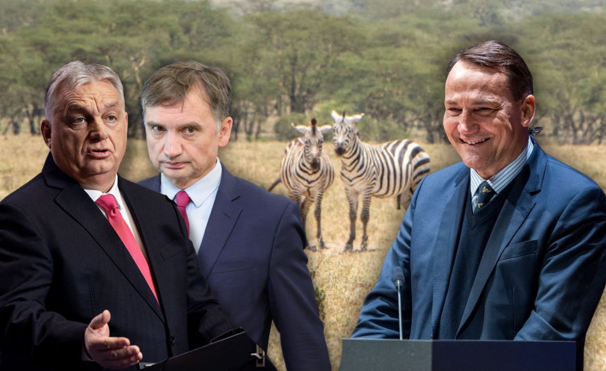 Zebry Orbana: Sikorski sugeruje, by Ziobro je poszukał