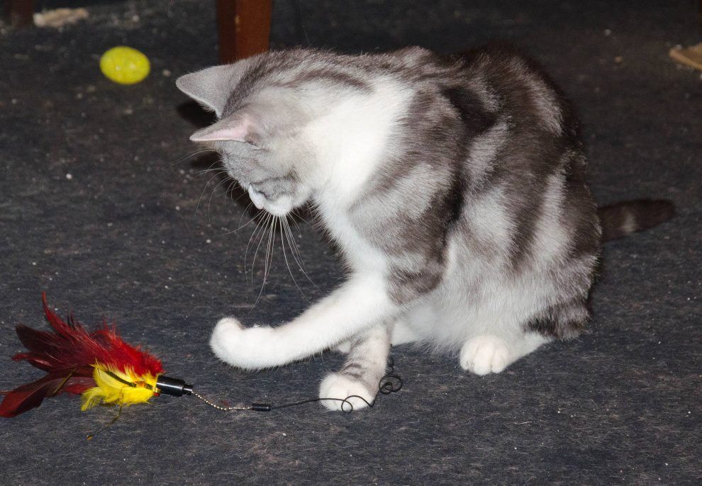 Po krótkiej chwili tyle pozostaje z tzw. wędki, jednej z ulubionych zabawek kotów.