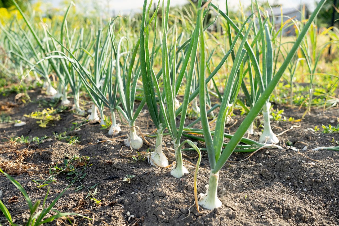 Rozsyp pod cebulą i czosnkiem. Sąsiedzi pozazdroszczą ci plonów