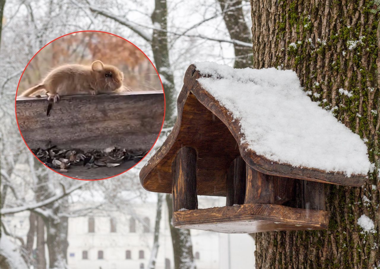 Sukces leśników. Uchwycili ją na nagraniu