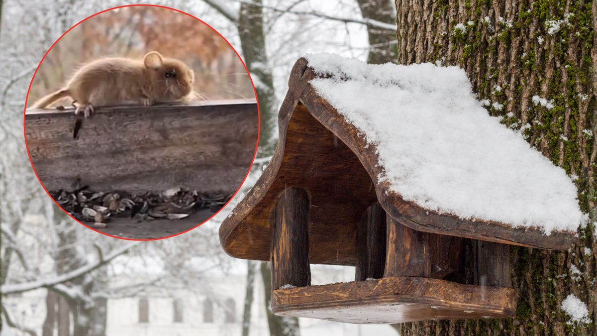 Sukces leśników. Uchwycili ją na nagraniu