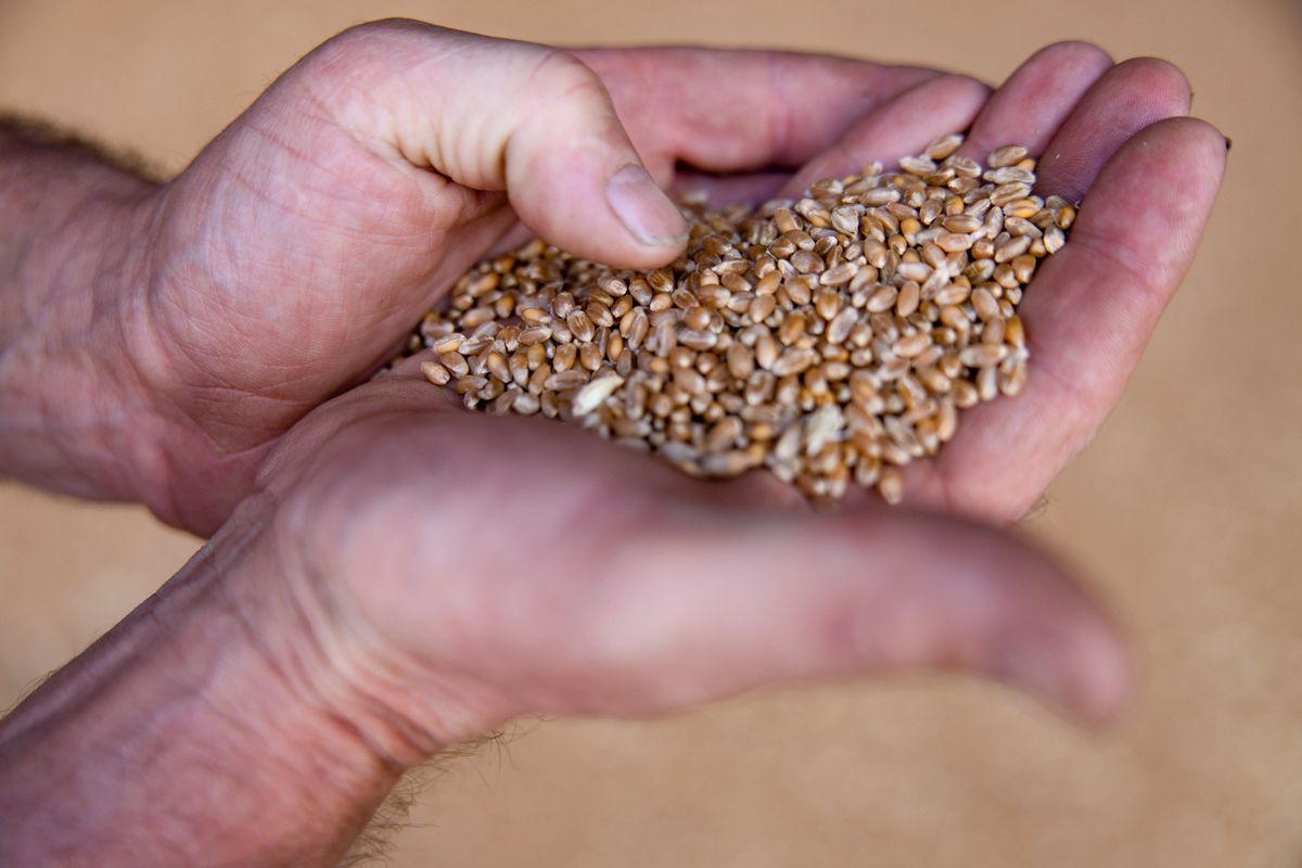 W 1500 tonach ukraińskiej pszenicy wykryto niedozwolony pestycyd