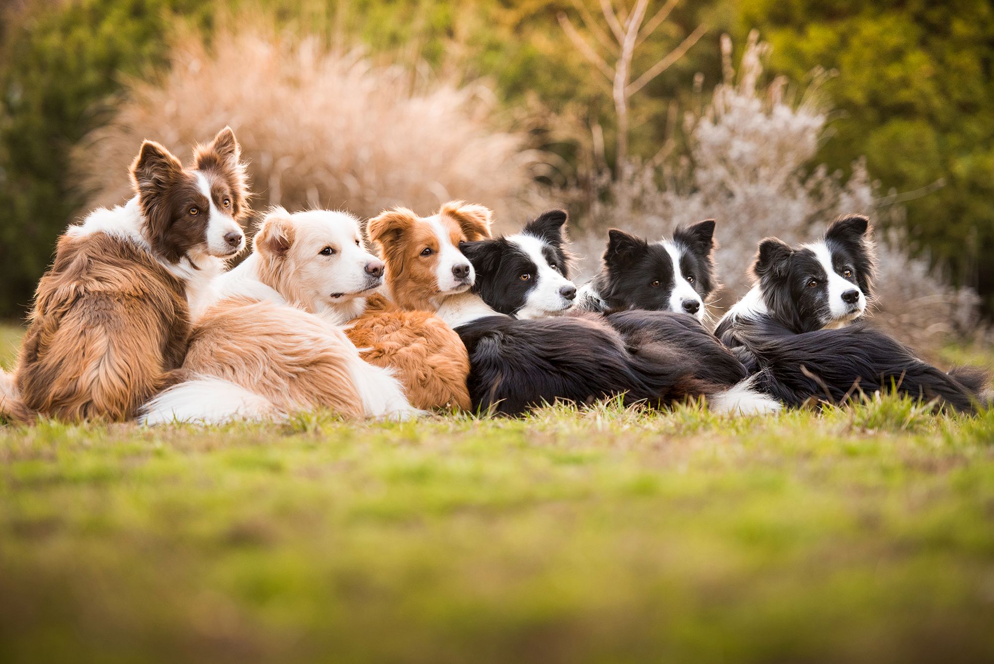 Najpiękniejsze zdjęcia psów w konkursie Dog Photographer of the Year 2018 6