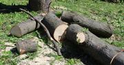 "Beton zamiast zieleni". Mieszkańcy oburzeni wycinką drzew w centrum Rzeszowa