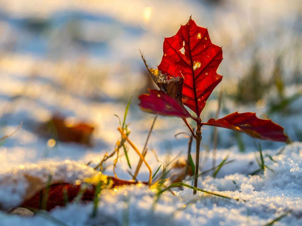 Zdjęcie #9: młode drzewko na polanie | f/2,8, 1/800 s, ISO 200 | Olympus OM-D E-M1 + Olympus M. Zuiko ED 60 mm f/2.8 Macro