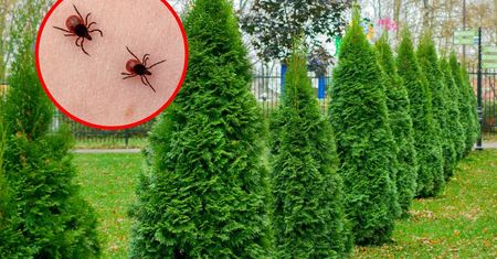 Kleszcze ruszyły na żer. Połóż na trawniku. Momentalnie wyjdą z ukrycia