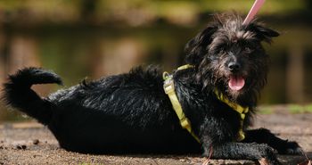 Affenpinscher. Małpia mordka, czujne oczy i temperament większy niż ciało
