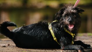 Affenpinscher. Małpia mordka, czujne oczy i temperament większy niż ciało