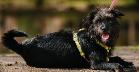 Affenpinscher. Małpia mordka, czujne oczy i temperament większy niż ciało