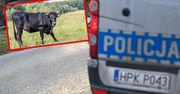 Tragiczny wypadek w gospodarstwie rolnym. Zaatakowały byki