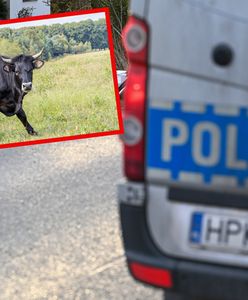 Tragiczny wypadek w gospodarstwie rolnym. Zaatakowały byki