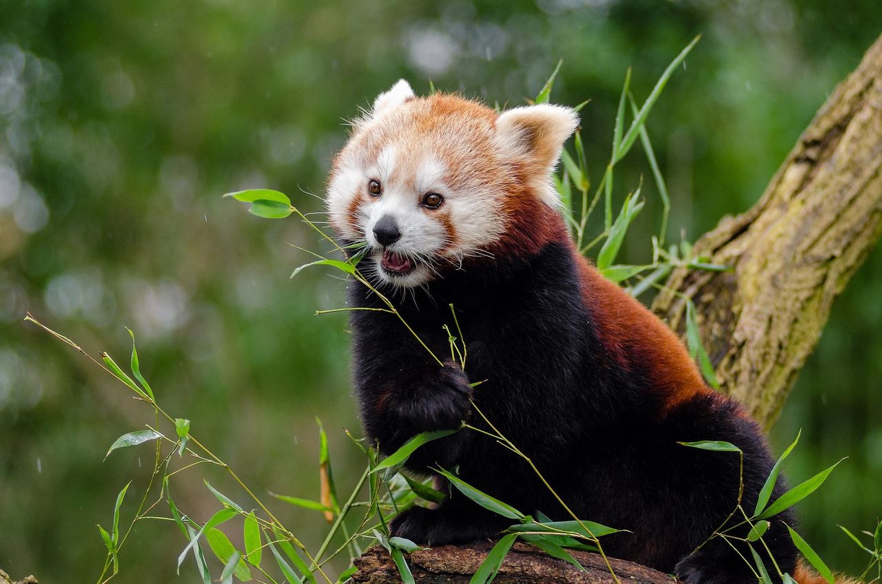 Płock. Panda mała zamieszkała w zoo