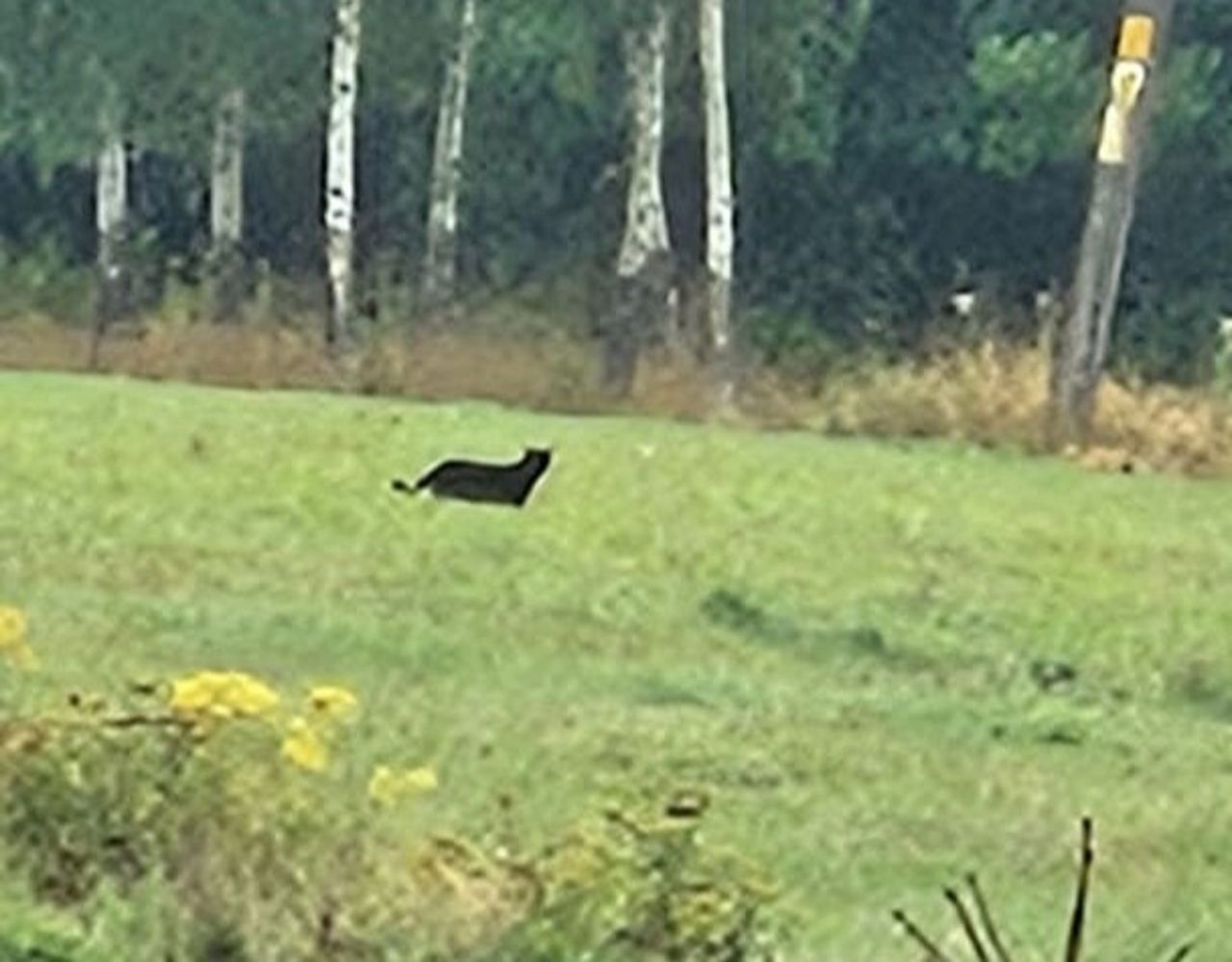 Puma na Dolnym Śląsku? Gmina apeluje do mieszkańców. Jest nagranie