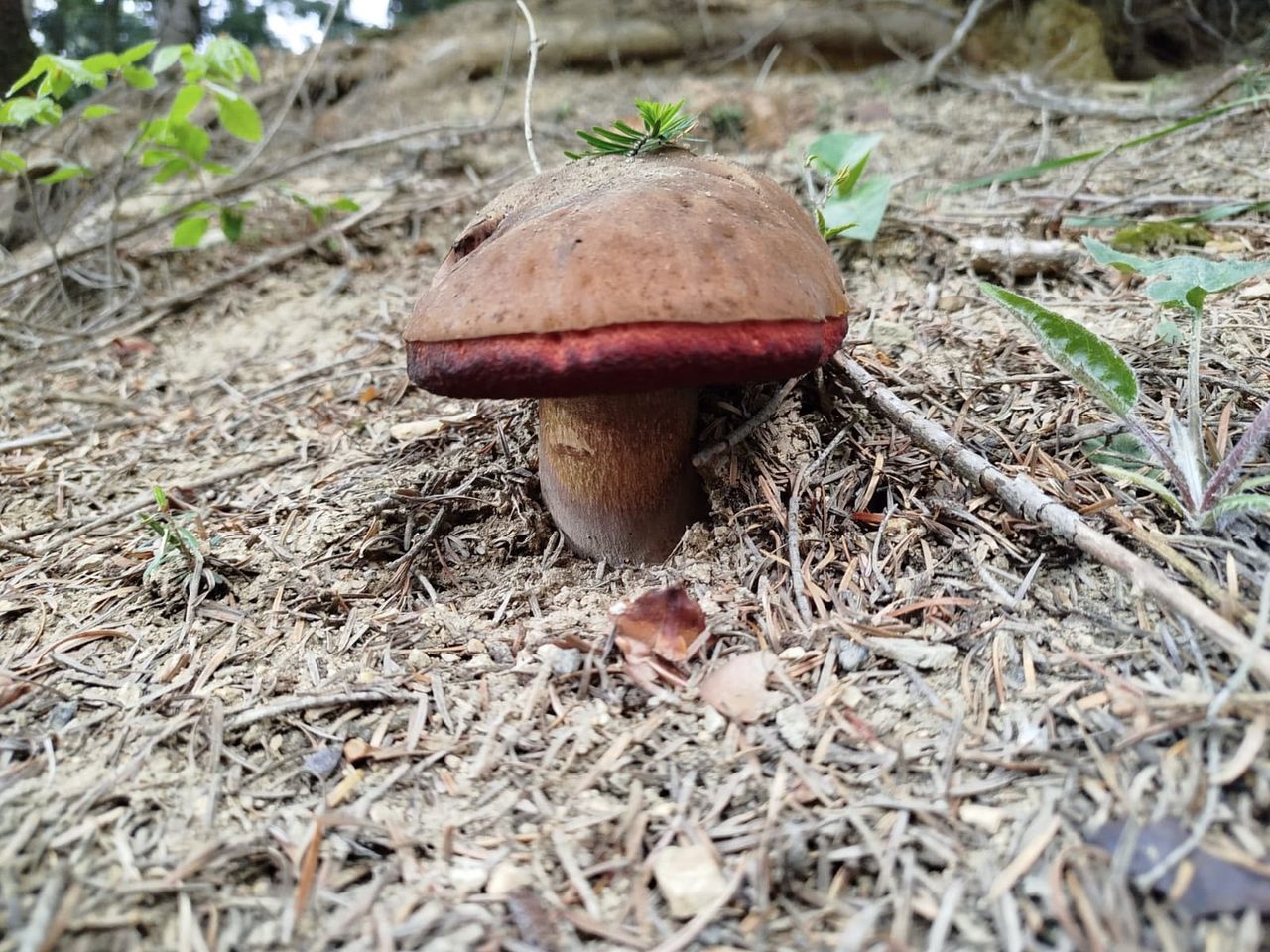 Grzyby w maju? Leśnicy pokazują pierwsze okazy