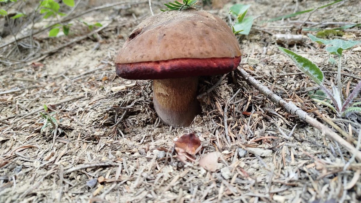 Jesienny klimat w maju. W Bieszczadach ruszył grzybowy wysyp