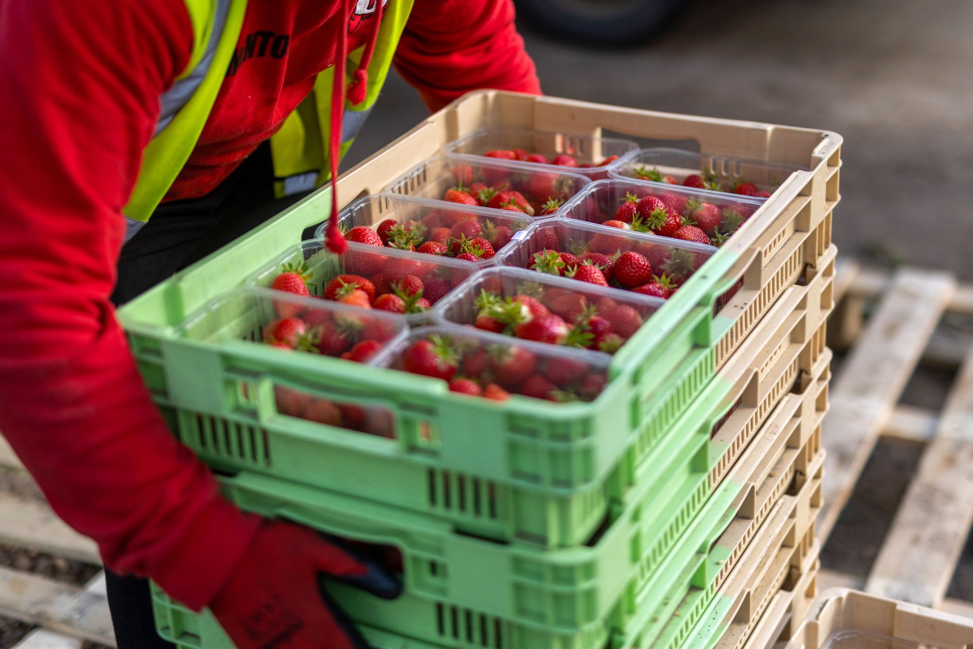 Szukają Polaków do pracy na polu w Holandii. Płacą 13,5 tys. zł