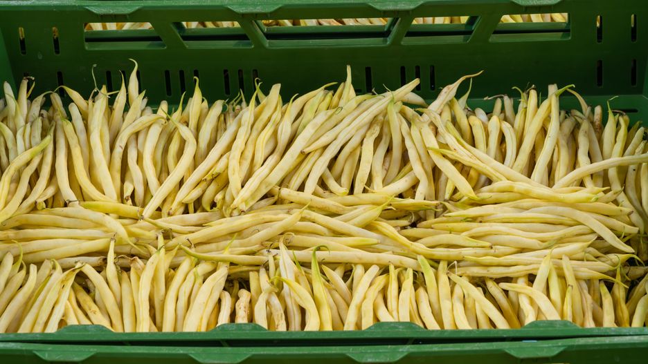 Ceny fasolki szparagowej spadają w dół