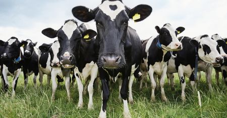 Choroba niebieskiego języka w Polsce. Rząd podjął decyzję