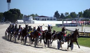 Na koniach zarobił tyle, że nie myśli o piłce. Biznes trenera Szwecji