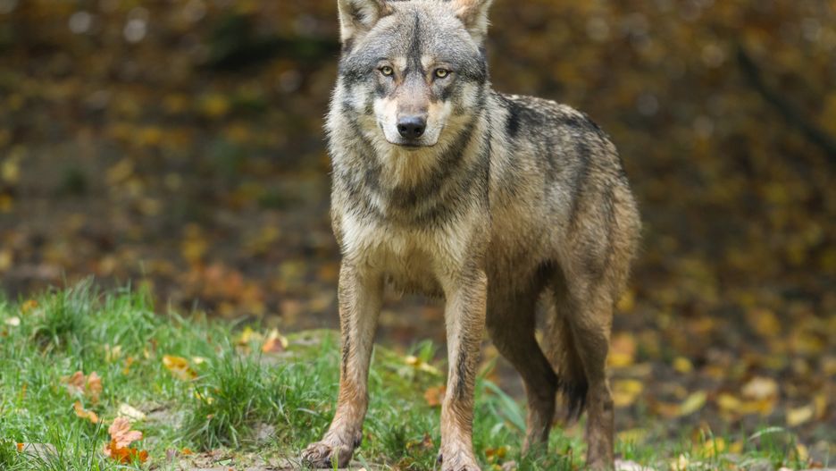 Wilki podeszły do boiska szkolnego w Zakopanem 