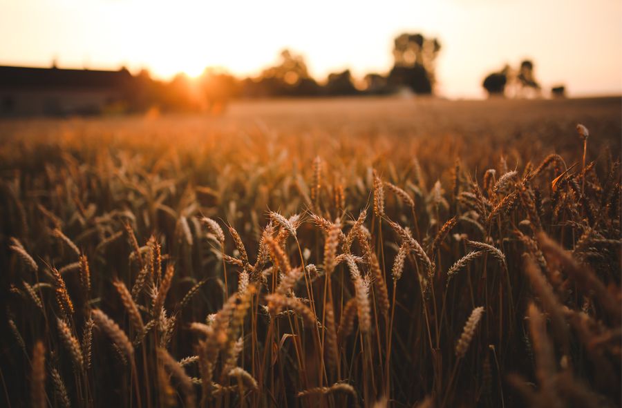 More and more pupils and students, drawn to agriculture