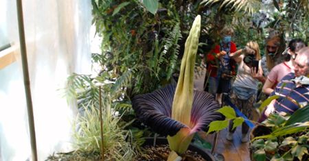 Warszawa. Noc dziwidła olbrzymiego. Tłumy w Ogrodzie Botanicznym