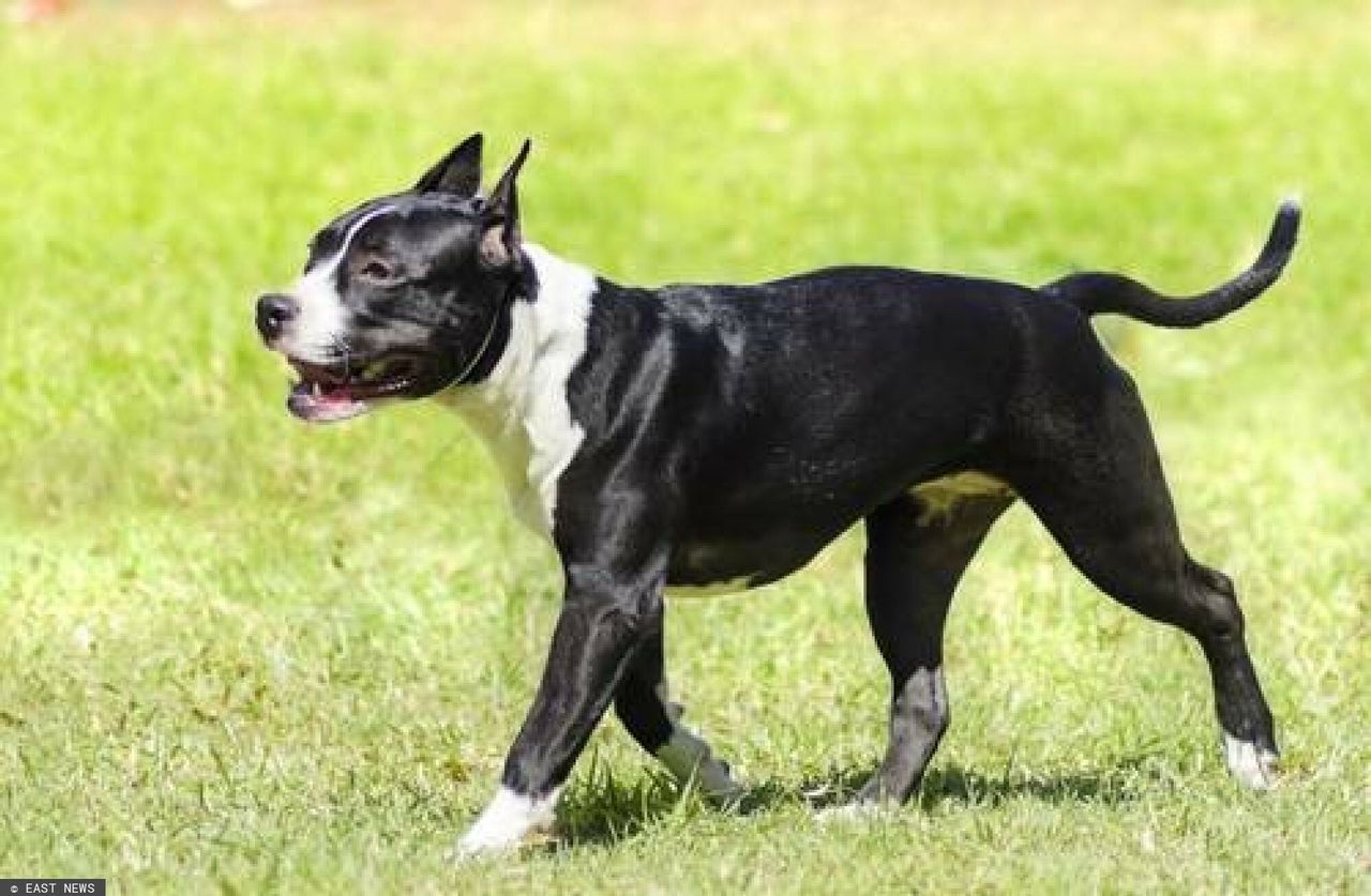 Lublin. Amstaffy zagryzły suczkę