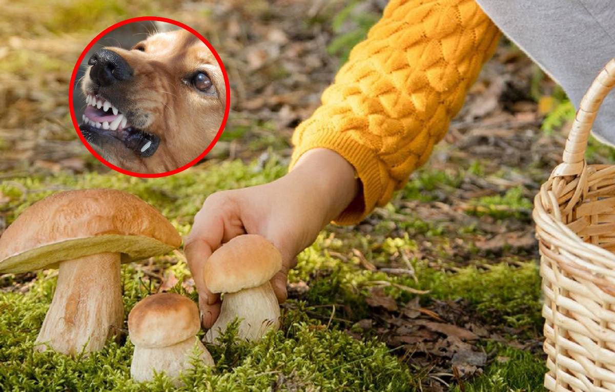 Tragedia w trakcie grzybobrania. Trzy psy rzuciły się na mężczyznę