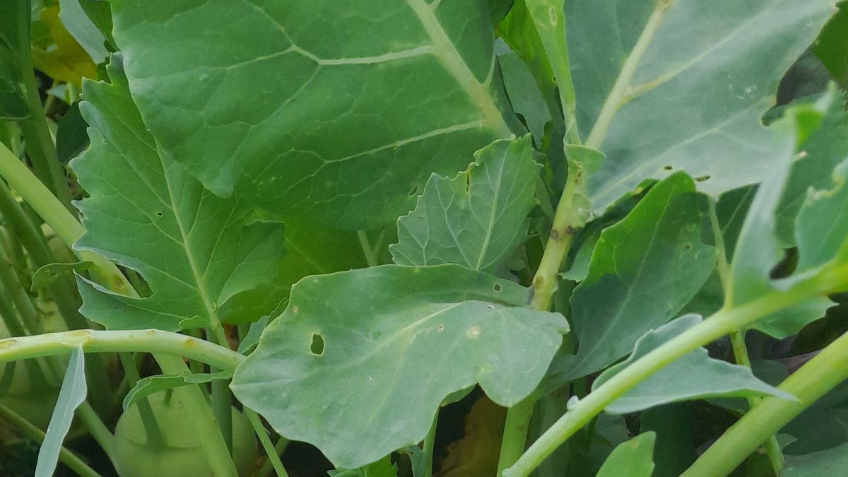 Liście kalarepy – liście kalarepy w kuchni codziennej