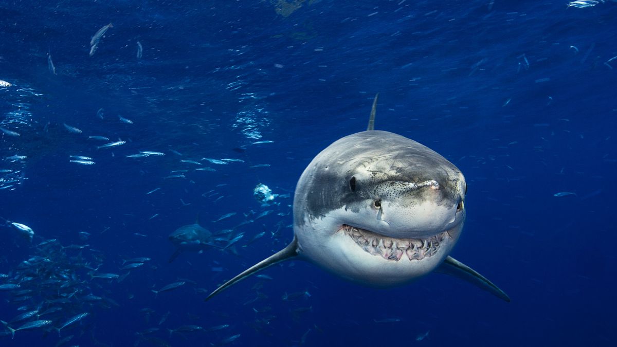 Rekiny mają coraz poważniejsze problemy z rekinami