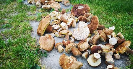 Grzybobranie 2019: Wysyp grzybów w lubelskich lasach. Pełne wiaderka i koszyki