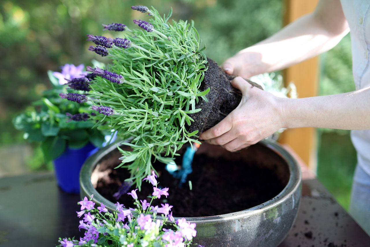 Lavender woes: Uncover the surprising causes behind withering plants