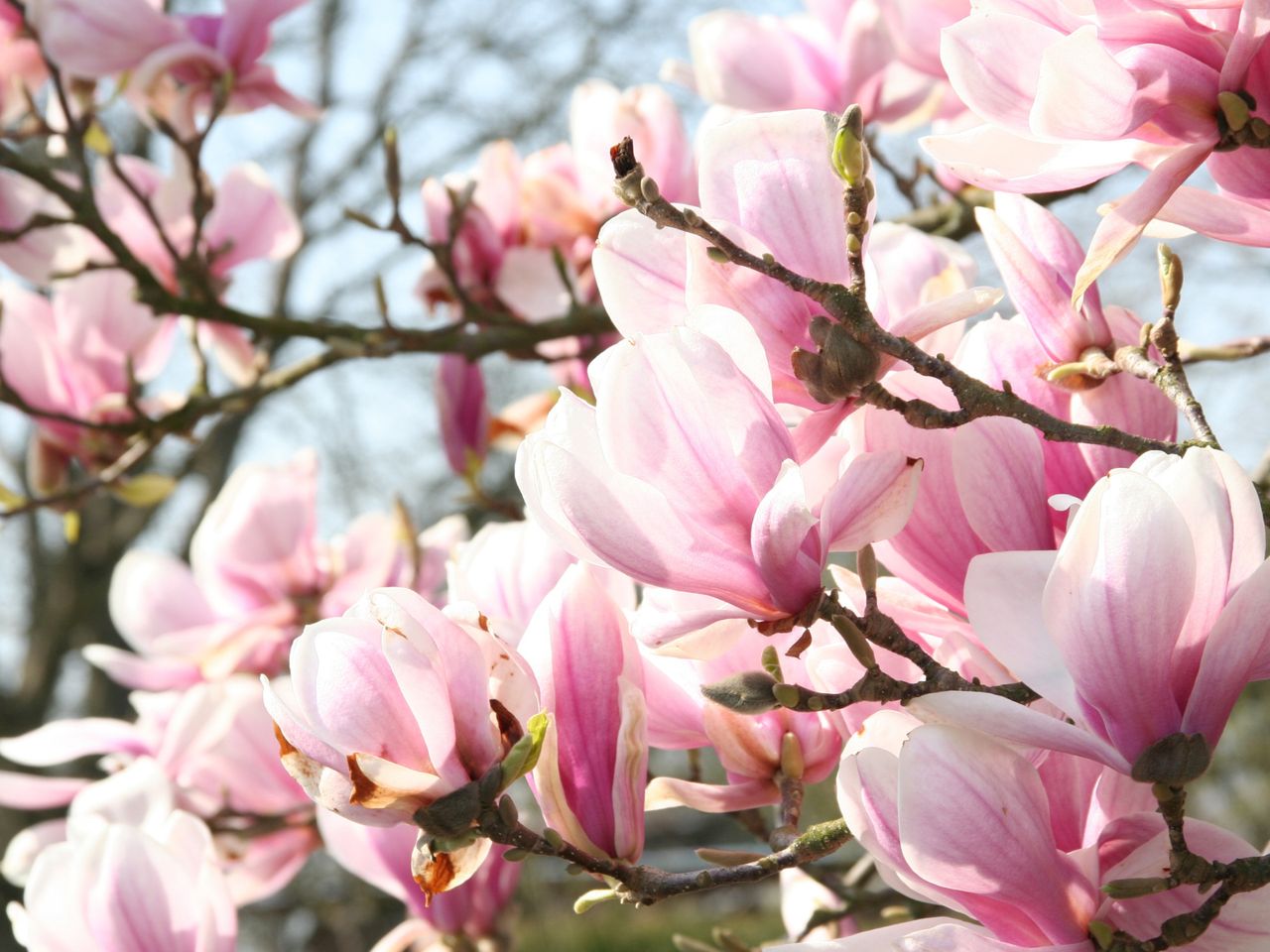 Magnolia należy do krzewów, które nie lubią cięcia i kiepsko je znoszą